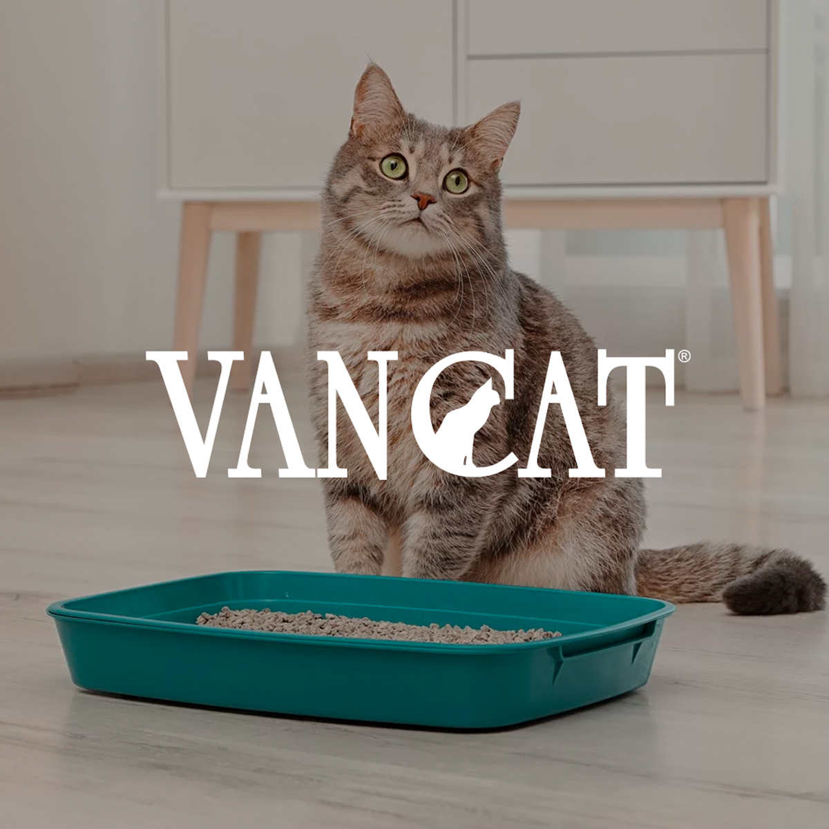 0-Vancat_Garabito_CR_Arena_Para_Gatos